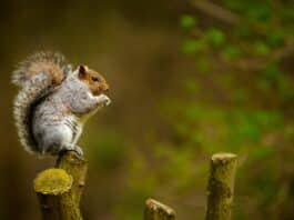 how long do squirrels live