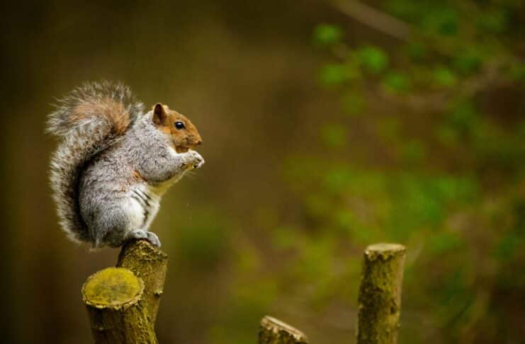 how long do squirrels live