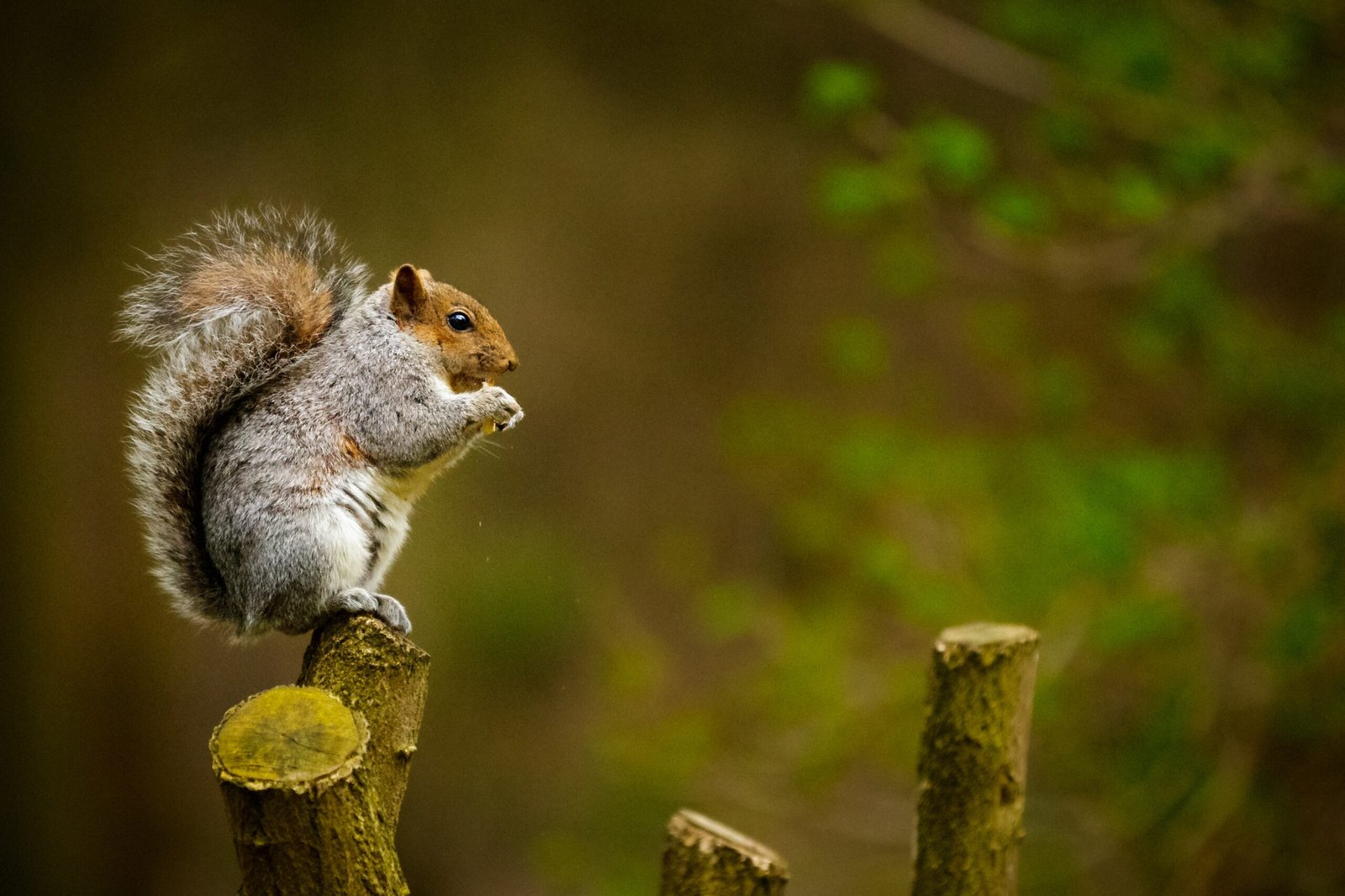 How Long Do Squirrels Live On Average - Squirrel Lifespan
