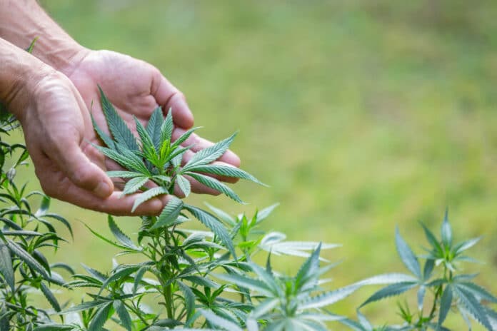 Cannabis Cultivation