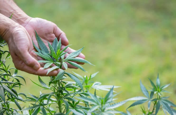 Cannabis Cultivation